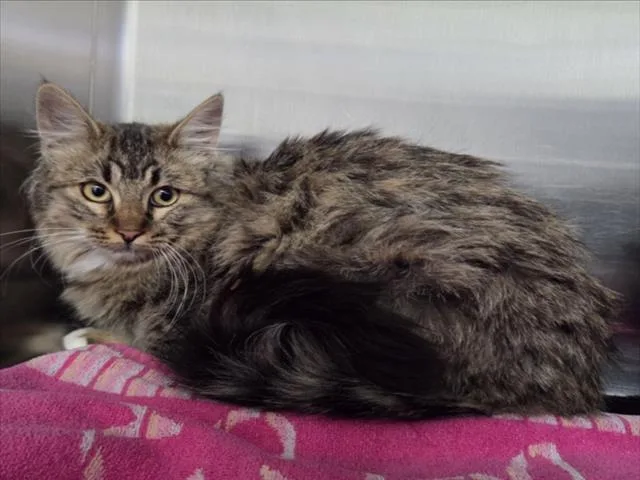 A young medium-sized female Domestic Long Hair cat named Francesca for adoption in Norco, CA