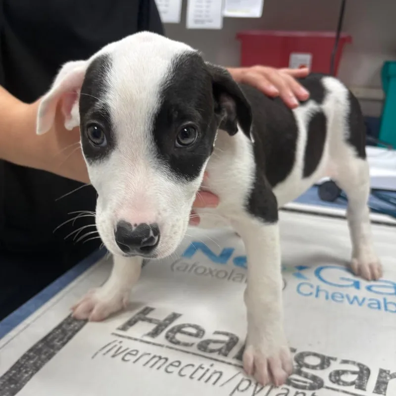 A baby small-sized male Black Mixed Breed dog named Nico for adoption in Gainesville, FL