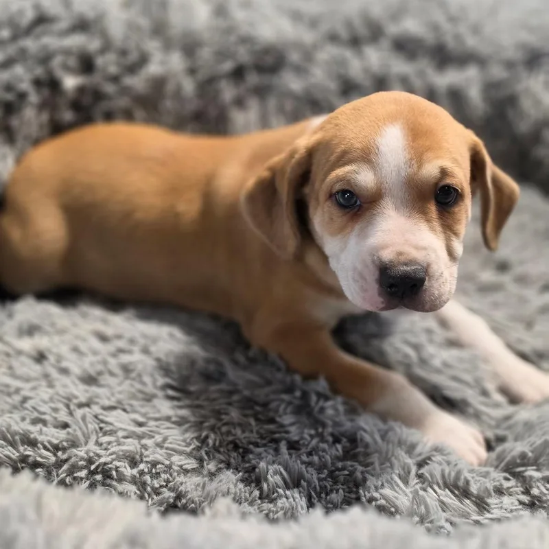 A baby medium-sized male Brown / Chocolate Pointer dog named Verso SE for adoption in Austin, TX
