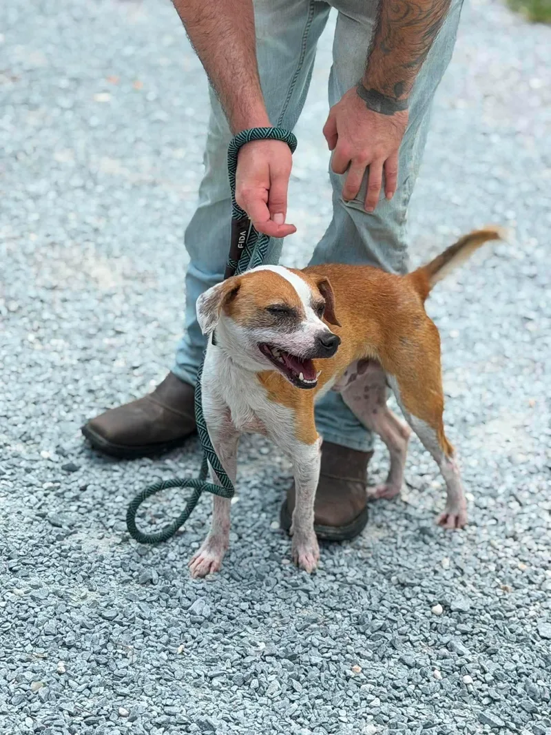 An adult small-sized male Jack Russell Terrier dog named James Dean for adoption in Elizabethtown, NC