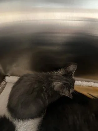 A baby small-sized female Domestic Short Hair cat named Nymphadora for adoption in Fishers, IN