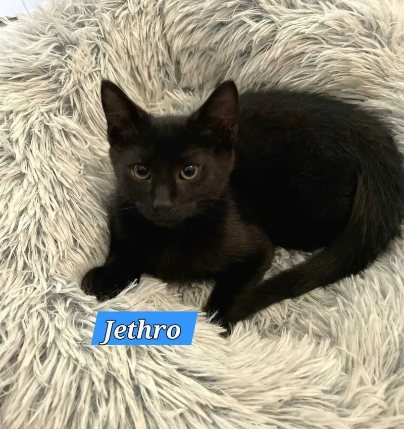 Jethro thumbnail 2