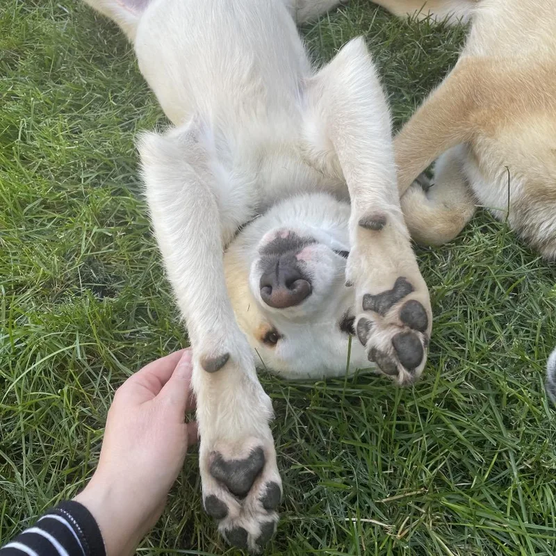 An adult medium-sized female White / Cream Mixed Breed dog named Lil Debbie for adoption in Buffalo, MN