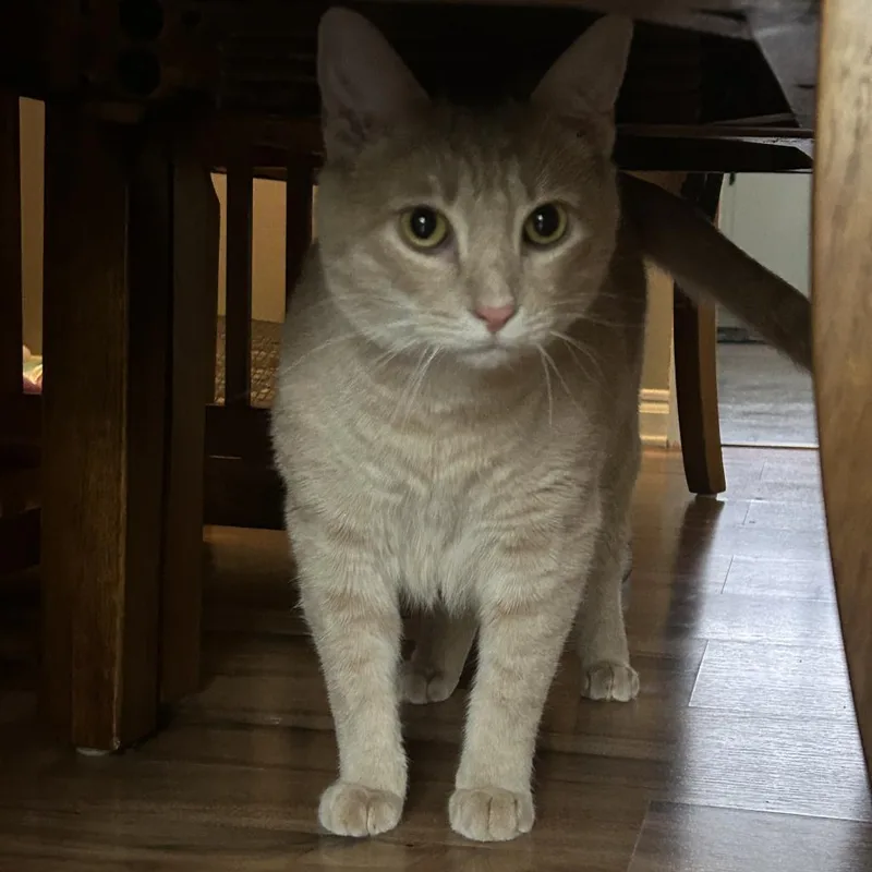 An adult large-sized male Buff / Tan / Fawn Domestic Short Hair cat named Damon for adoption in Lynchburg, VA