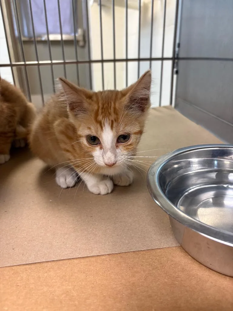 A baby medium-sized male Tabby cat named Carnation for adoption in Nacogdoches, TX