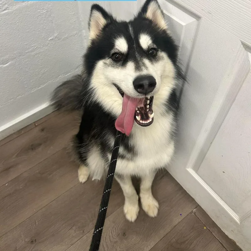 A young small-sized male Black Husky dog named Ghost for adoption in Tampa, FL