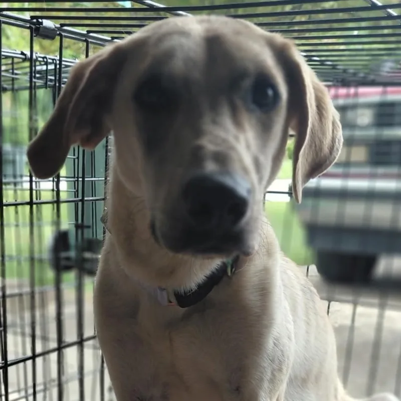 A young medium-sized female Yellow / Tan / Blond / Fawn Great Dane dog named Jinx for adoption in Dayton, OH