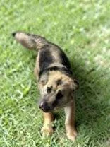 Romeo