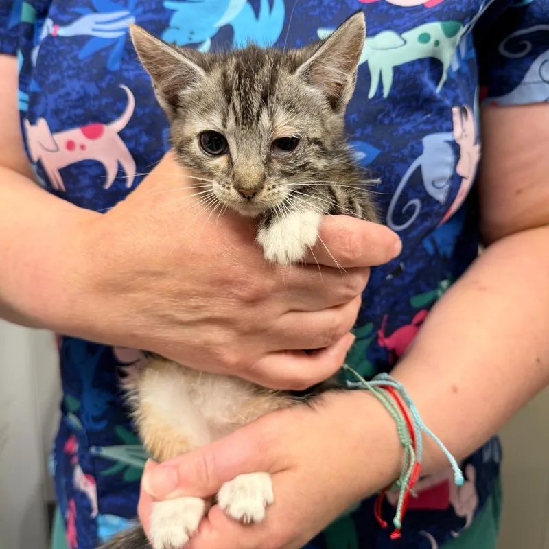 A baby small-sized female Domestic Short Hair cat named Starfish for adoption in Ewing, NJ