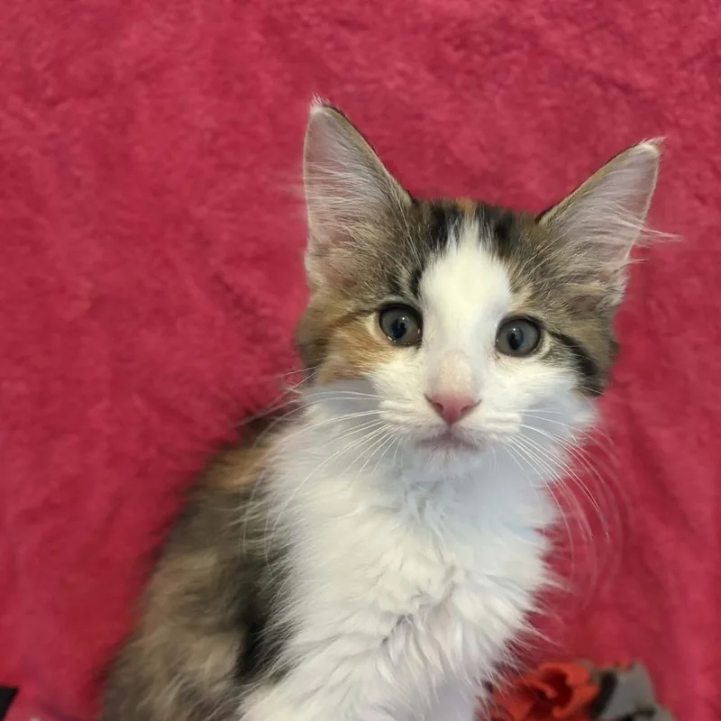 A baby small-sized female Calico Domestic Short Hair cat named Wimpy for adoption in West Olive, MI