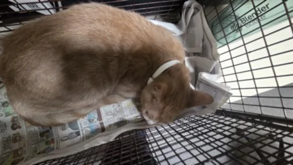 A young medium-sized male Domestic Short Hair cat named Chispito for adoption in Los Angeles, CA