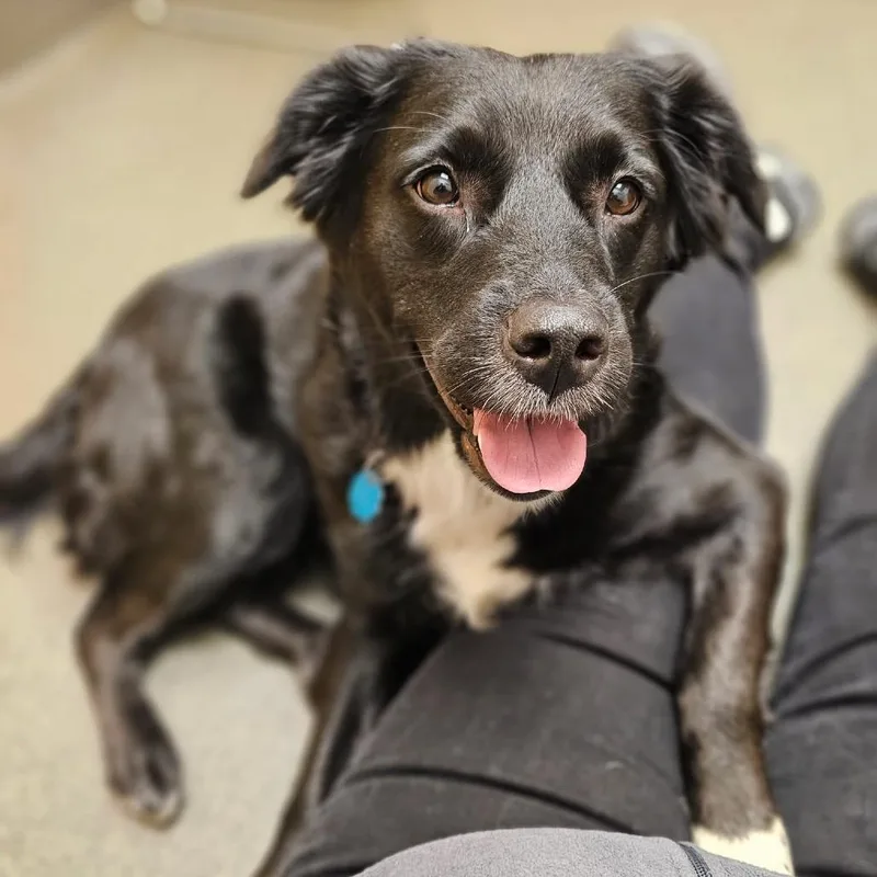 An adult medium-sized female Black Australian Shepherd dog named Maggie for adoption in Avon, OH