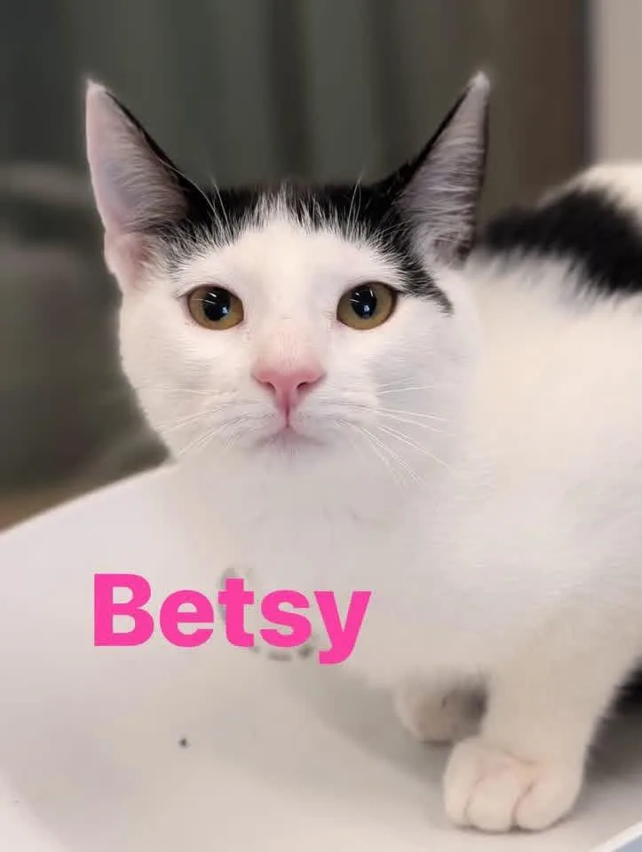 A young medium-sized female Domestic Short Hair cat named Betsy for adoption in Cowlesville, NY
