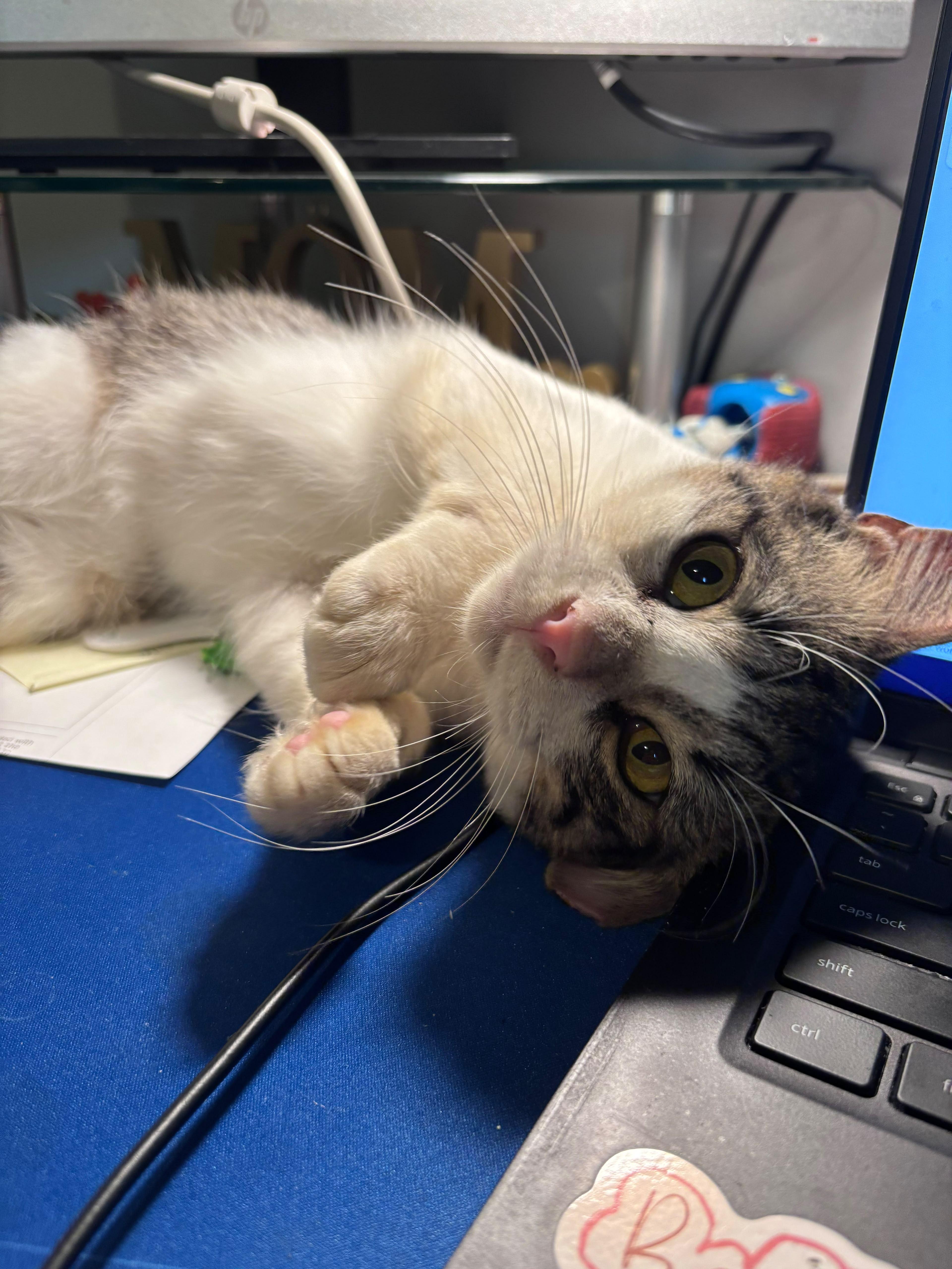An adult medium-sized male American Shorthair cat named Buttercup for adoption in Lincoln Park, NJ