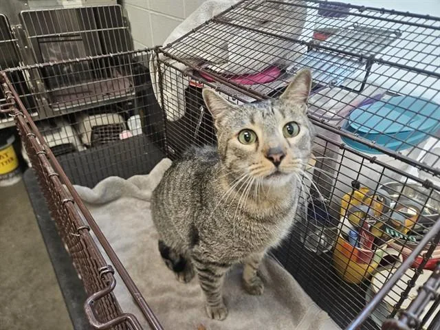 An adult small-sized female Domestic Short Hair cat named Twinkles for adoption in Tucson, AZ