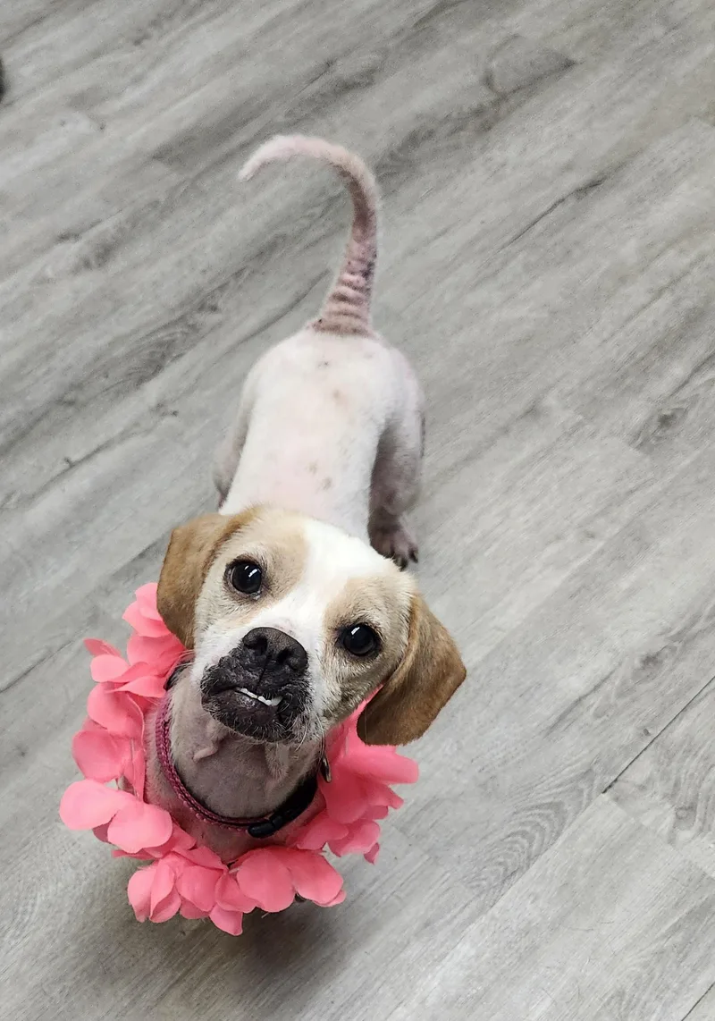 An adult medium-sized female White / Cream Pug dog named Scotty Rose for adoption in Mansfield, OH