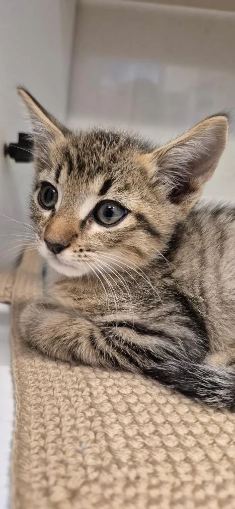 A baby small-sized male Domestic Short Hair cat named Bert for adoption in Brownwood, TX