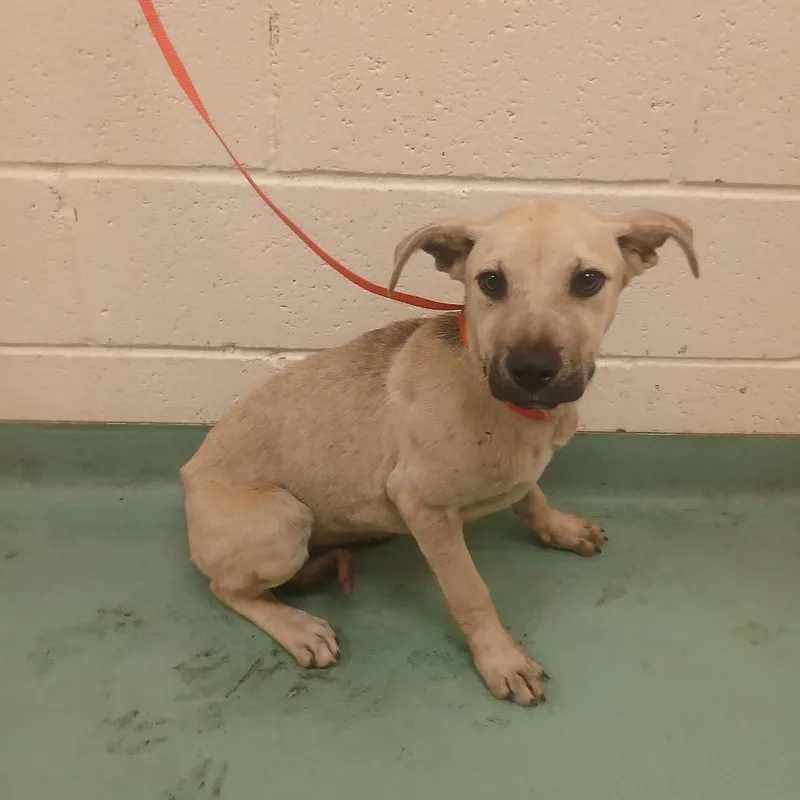 A baby small-sized female Yellow / Tan / Blond / Fawn Mixed Breed dog named Slinky for adoption in Memphis, TN