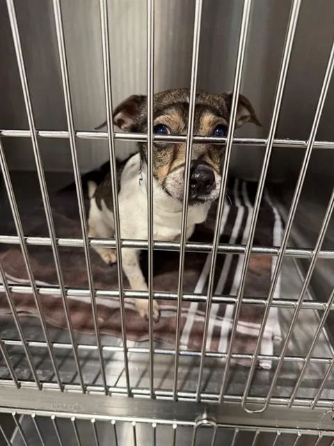 An adult small-sized male Chihuahua dog named Simon for adoption in Mesa, AZ