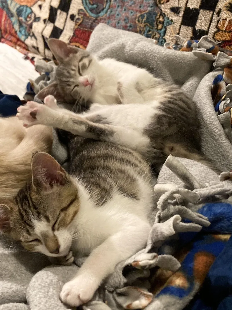 A young medium-sized female Gray & White Domestic Short Hair cat named Shadow And Smudge for adoption in Knoxville, TN
