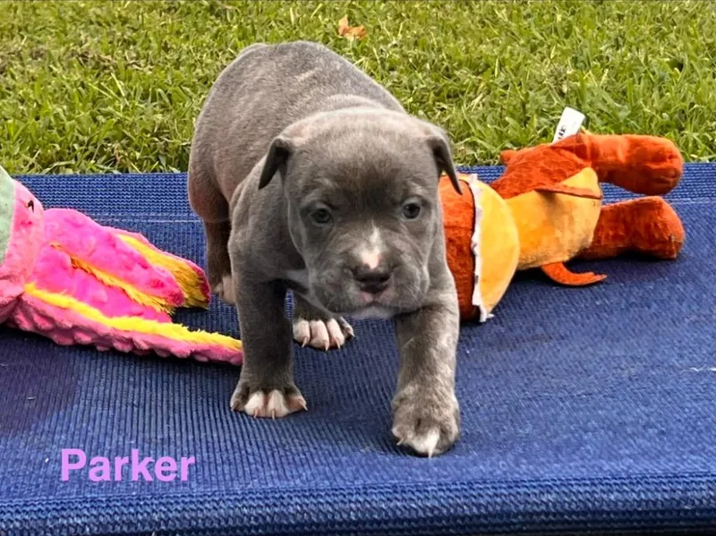 A baby large-sized female Labrador Retriever dog named Parker for adoption in Claremore, OK