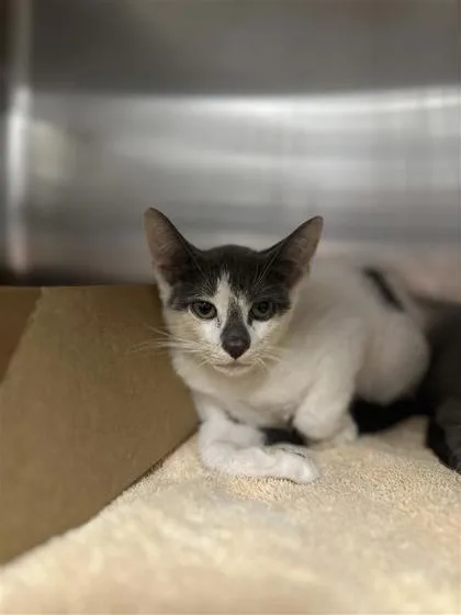 An adult small-sized male Domestic Short Hair cat named Buttercup for adoption in West Chester, PA