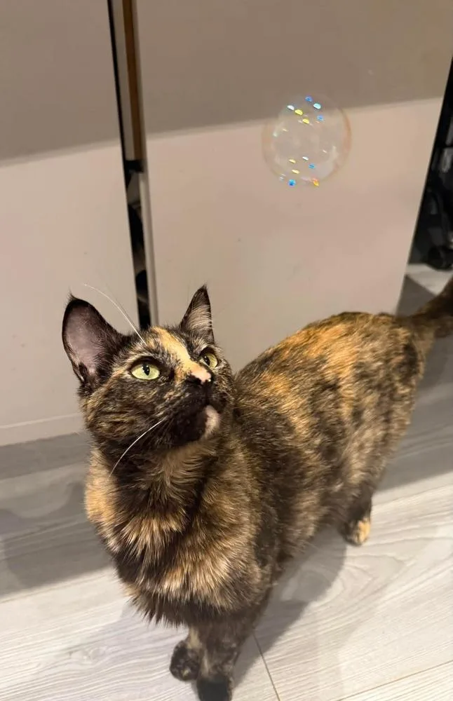 An adult large-sized female Domestic Short Hair cat named Cutie Pie for adoption in Vancouver, WA