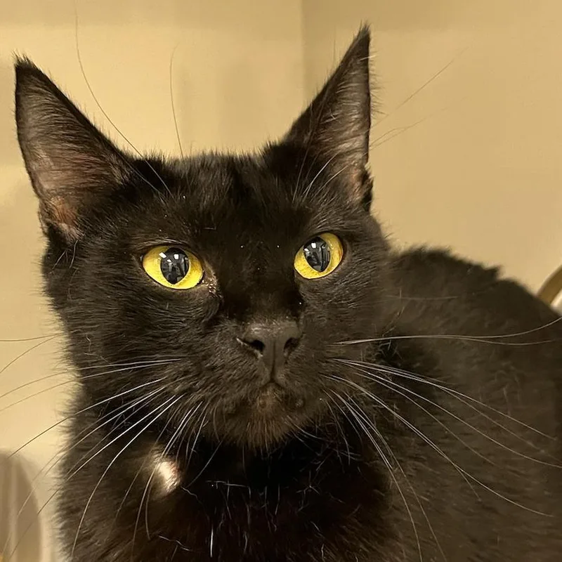 A young medium-sized female Black Domestic Short Hair cat named Lunala for adoption in Redwood City, CA