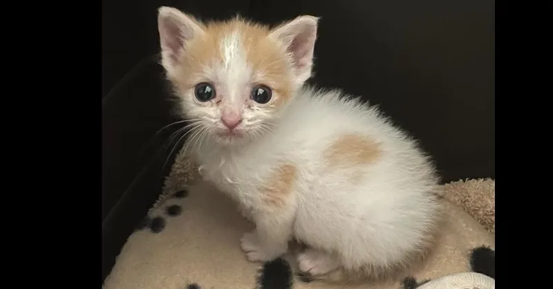 A baby medium-sized female Orange & White Domestic Short Hair cat named Frenzy for adoption in Evansville, IN