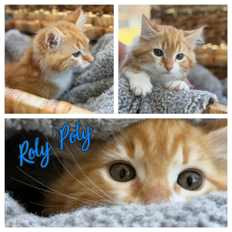 Roly Poly thumbnail 2