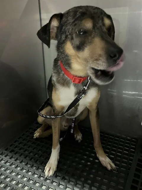 A young medium-sized male Mixed Breed dog named Cooper for adoption in Dallas, TX