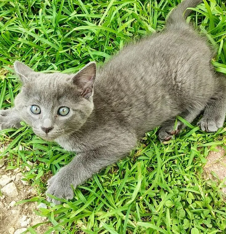Tuna