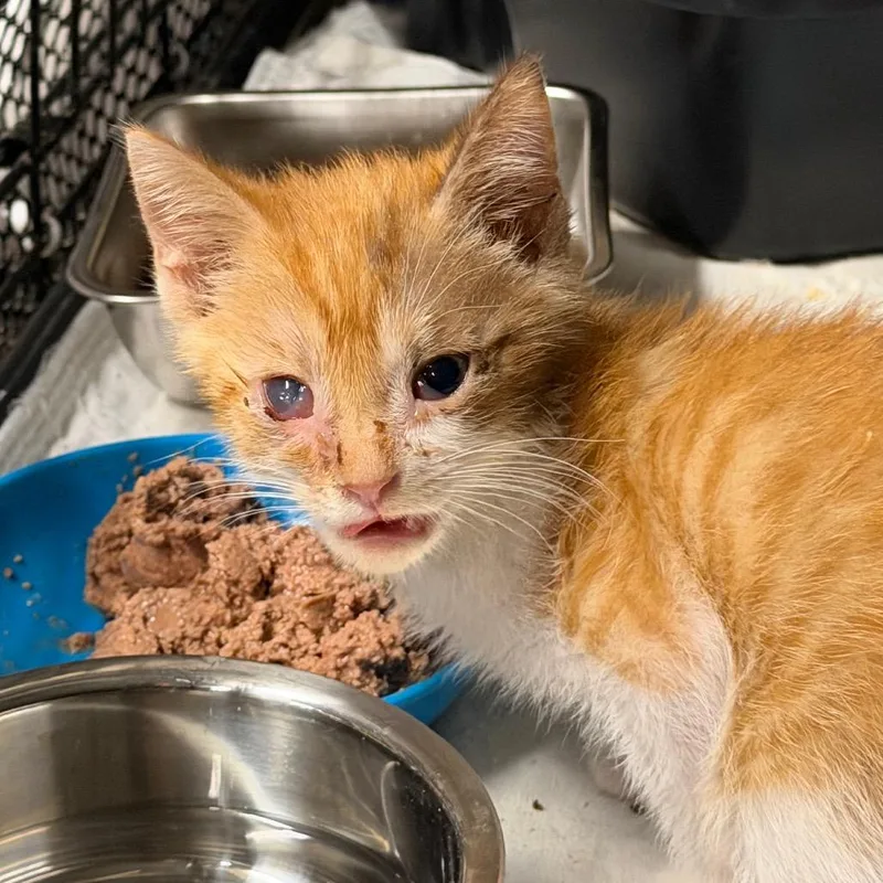 A baby small-sized male Orange / Red Domestic Medium Hair cat named Lucky for adoption in HERNANDO, MS