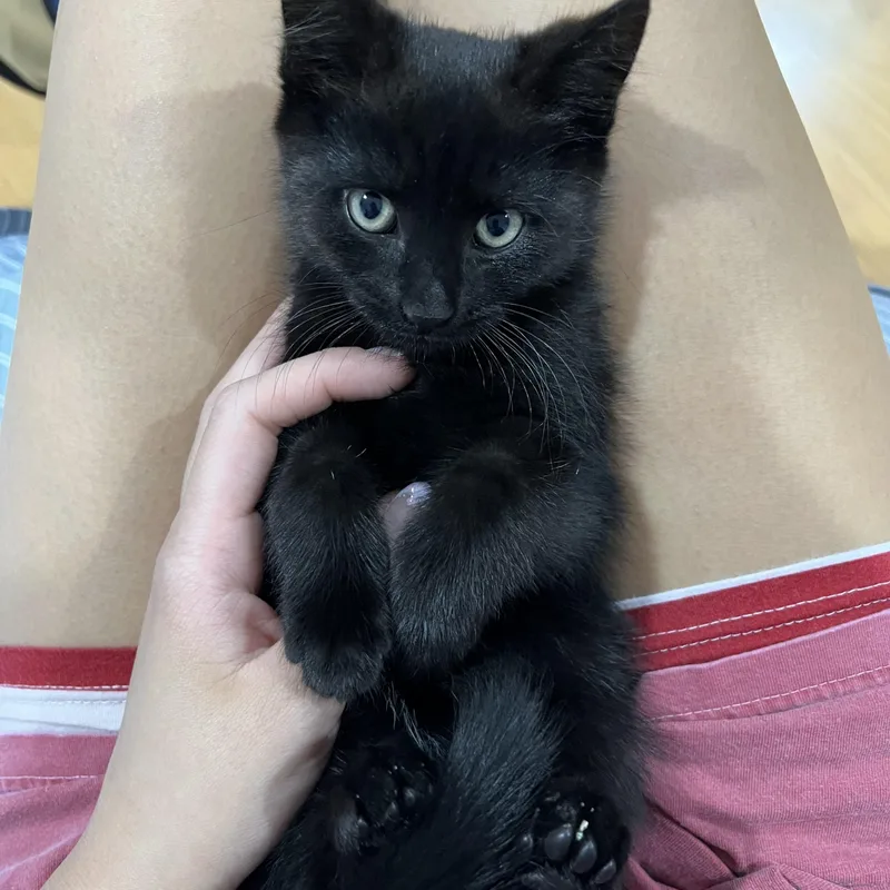 A baby medium-sized male Black Domestic Short Hair cat named Flower for adoption in Colonia, NJ