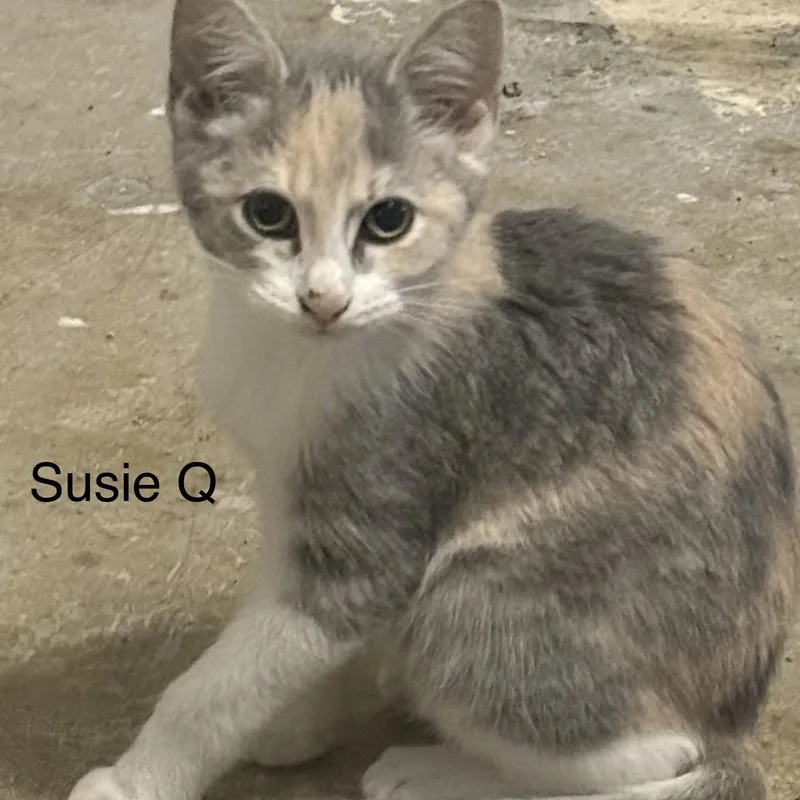 Susie Q thumbnail 5