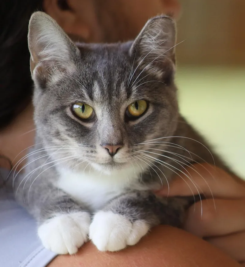 A young medium-sized female Domestic Short Hair cat named Bootsie for adoption in North Fort Myers, FL
