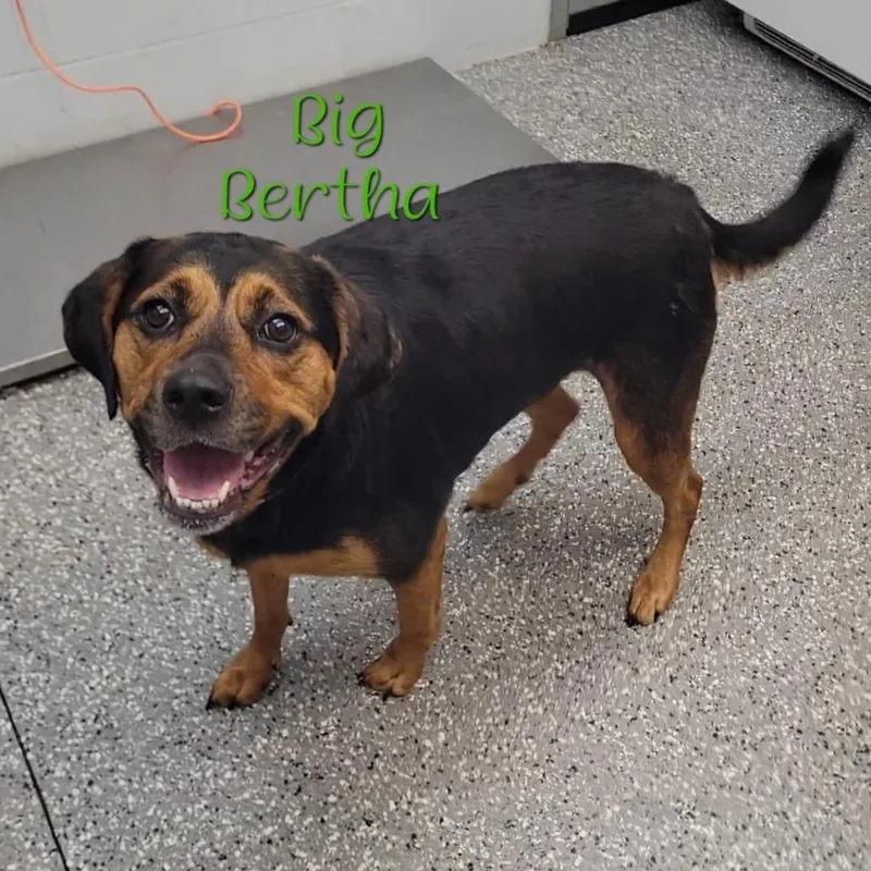 Big Bertha