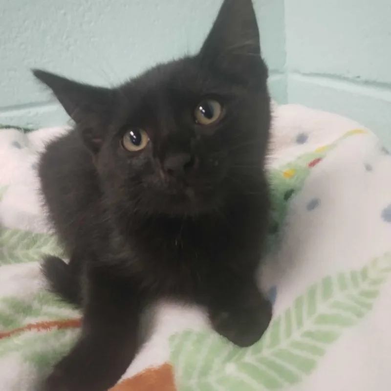 A baby small-sized male Black Domestic Short Hair cat named Thunder for adoption in Spruce Pine, NC