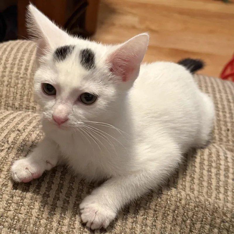 A baby medium-sized male White Domestic Short Hair cat named Harry for adoption in Greensboro, NC