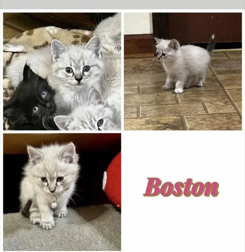 Boston