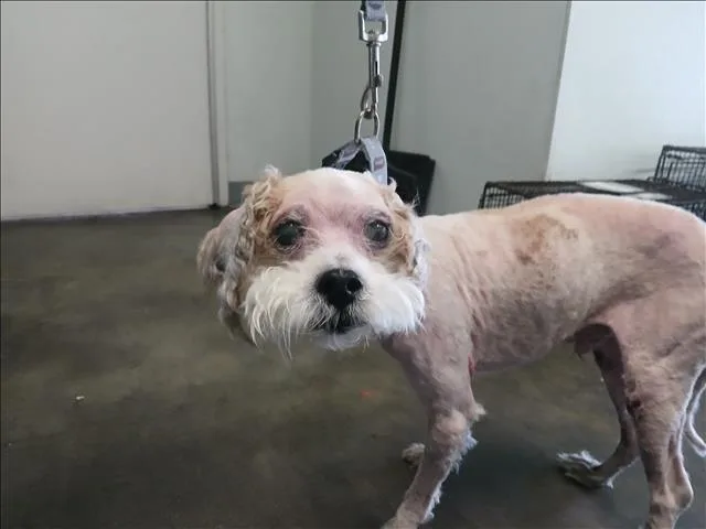 An adult small-sized male Poodle dog named Osito for adoption in Los Angeles, CA