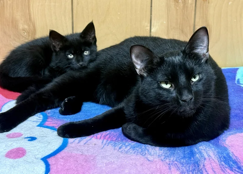 A baby medium-sized male Black Domestic Short Hair cat named Dexter & Prancer for adoption in Frewsburg, NY