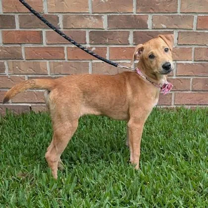 A baby medium-sized female Mixed Breed dog named Jinora Jean for adoption in Savannah, GA