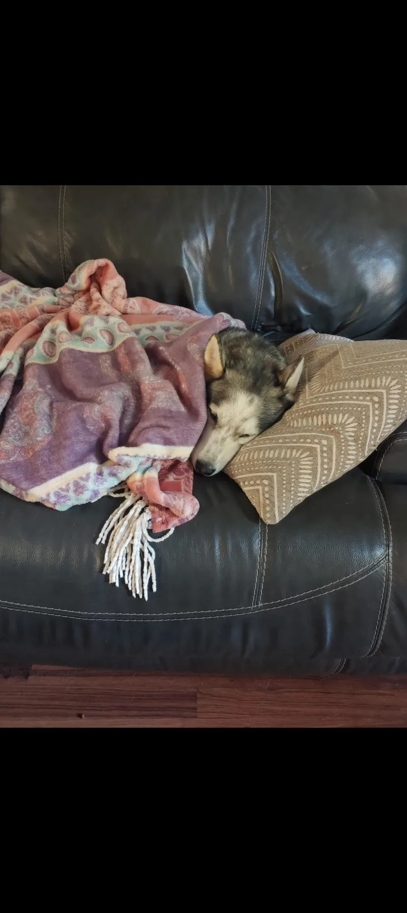 Stella