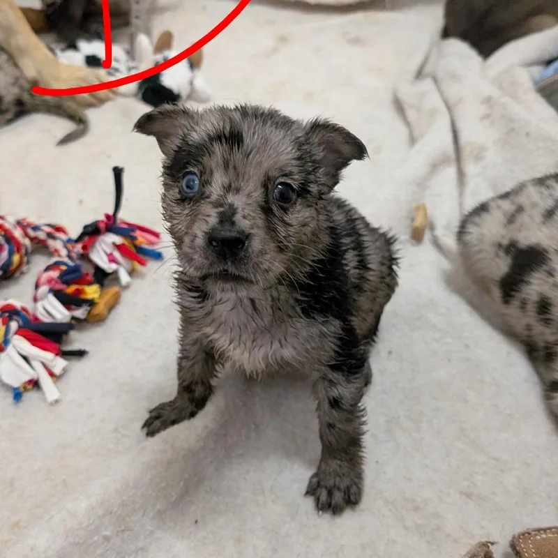 Puppy Odessa