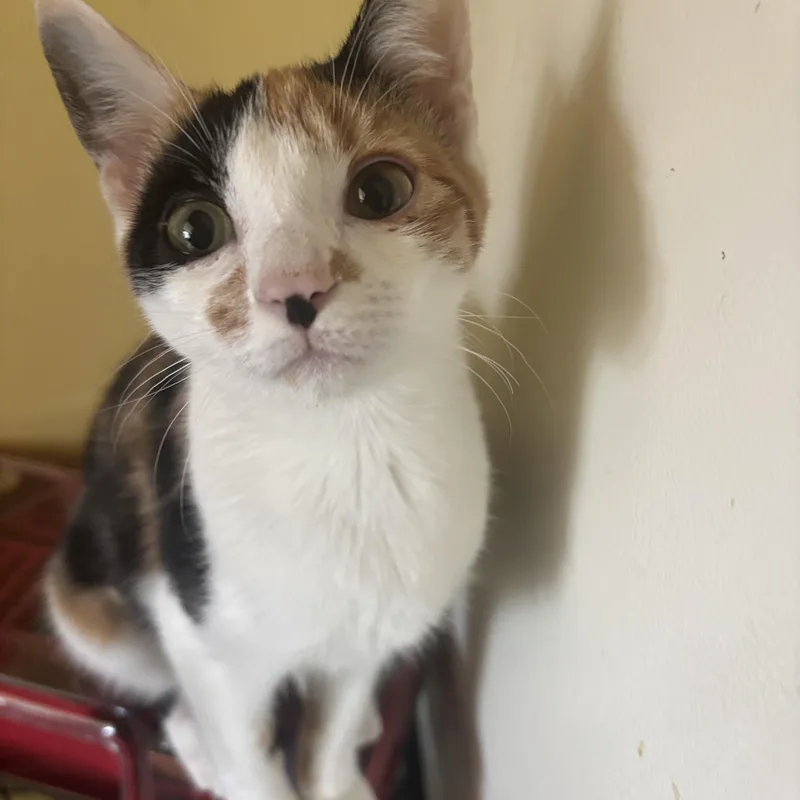 A young small-sized female Calico cat named Lorelei for adoption in Melrose, MA