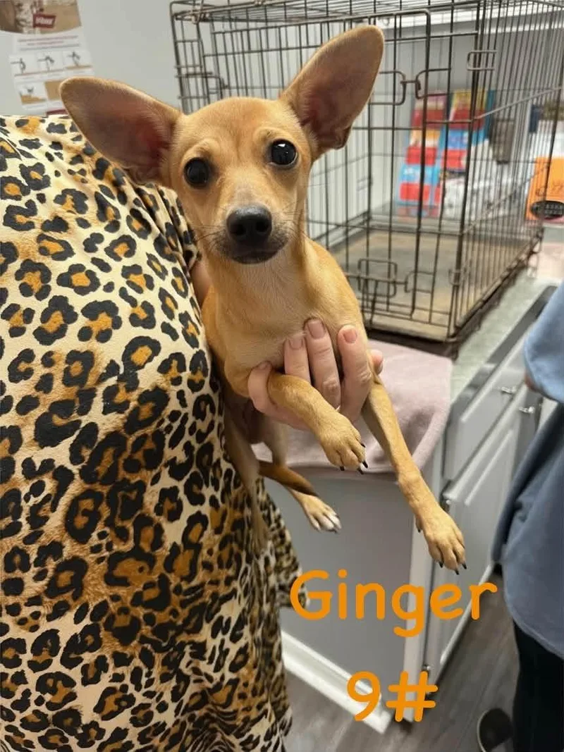A baby small-sized female Chihuahua dog named Ginger for adoption in Semmes, AL