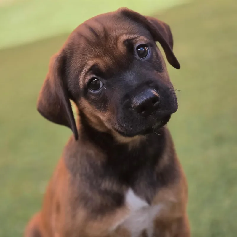 A baby medium-sized male Brown / Chocolate Retriever dog named Bay Leaf Mw for adoption in Austin, TX
