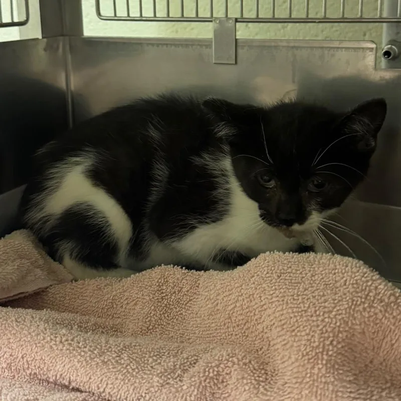 A baby small-sized female Black Domestic Short Hair cat named Morticia for adoption in Bristol, IN