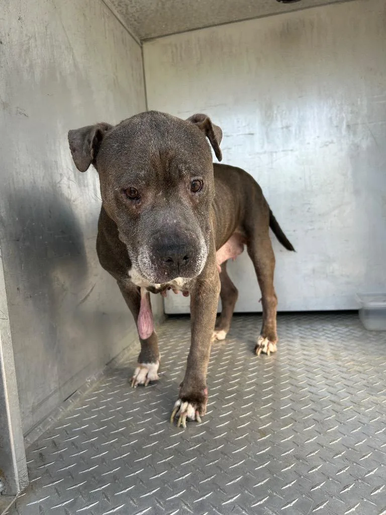 A senior large-sized female Mixed Breed dog named Rose for adoption in Oxford, NC